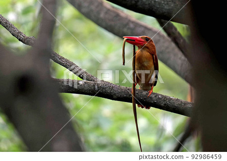 A red kingfisher carrying a snake to feed its chicks in its burrow 92986459