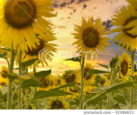 Sunflower field Sunflower field 92986653