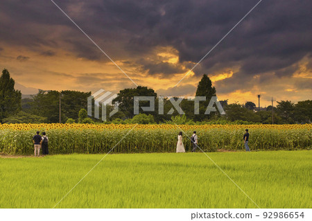 Zama City Sunflower Field Zama City Sunflower Field 92986654