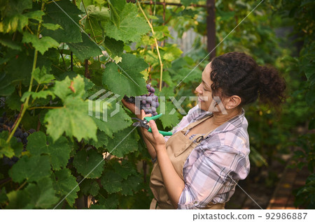 Close-up portrait of a happy multiethnic woman, wine grower, vintner harvesting ripe and juicy organic grapes in ecological vineyard. Viticulture. Agriculture. Agricultural hobby and business 92986887