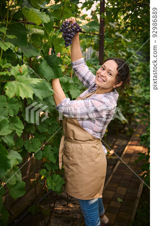 Beautiful woman smiles at camera while holding bunch of freshly picked grapes, standing in the rows of vineyards. Growing organic grapes for sale at farmers' markets. Viticulture and agribusiness 92986889