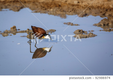 African jacana in Kgalagadi transfrontier park, South Africa 92986974
