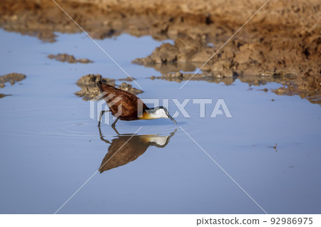 African jacana in Kgalagadi transfrontier park, South Africa African jacana in Kgalagadi transfrontier park, South Africa 92986975