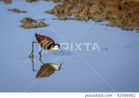African jacana  in Kgalagadi transfrontier park, South Africa 92986982