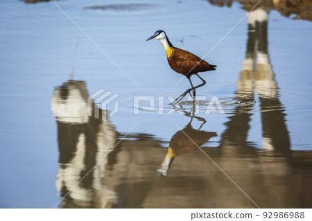 African jacana  in Kgalagadi transfrontier park, South Africa 92986988