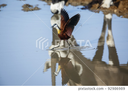 African jacana  in Kgalagadi transfrontier park, South Africa 92986989