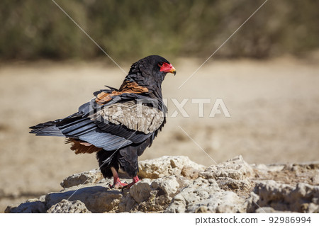 Bateleur Eagle in Kgalagadi transfrontier park, South Africa Bateleur Eagle in Kgalagadi transfrontier park, South Africa 92986994