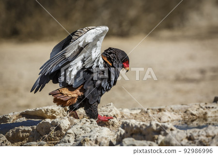 Bateleur Eagle in Kgalagadi transfrontier park, South Africa Bateleur Eagle in Kgalagadi transfrontier park, South Africa 92986996