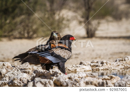 Bateleur Eagle in Kgalagadi transfrontier park, South Africa Bateleur Eagle in Kgalagadi transfrontier park, South Africa 92987001
