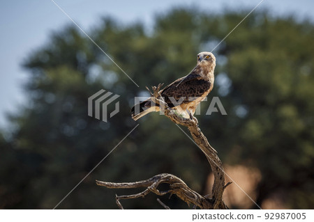 Black-chested Snake-Eagle in Kgalagadi transfrontier park, South Africa Black-chested Snake-Eagle in Kgalagadi transfrontier park, South Africa 92987005