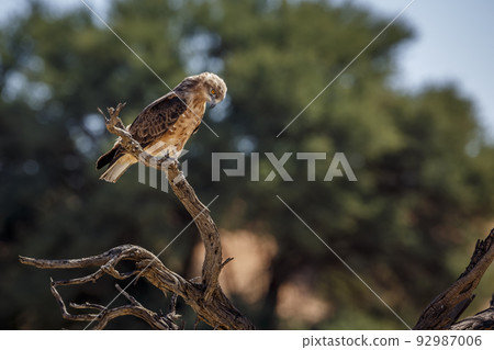 Black-chested Snake-Eagle in Kgalagadi transfrontier park, South Africa Black-chested Snake-Eagle in Kgalagadi transfrontier park, South Africa 92987006