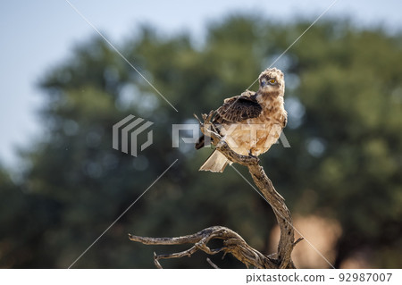 Black-chested Snake-Eagle in Kgalagadi transfrontier park, South Africa Black-chested Snake-Eagle in Kgalagadi transfrontier park, South Africa 92987007
