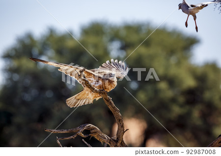 Black-chested Snake-Eagle in Kgalagadi transfrontier park, South Africa 92987008