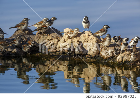 Cape Sparrow in Kgalagadi transfrontier park, South Africa 92987023