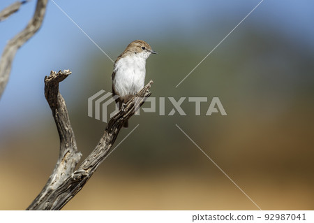 Mariqua Flycatcher in Kgalagadi transfrontier park, South Africa 92987041