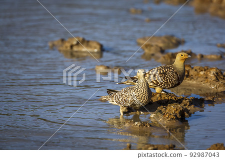 Namaqua sandgrouse in Kgalagadi transfrontier park, South Africa Namaqua sandgrouse in Kgalagadi transfrontier park, South Africa 92987043