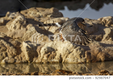 Pale Chanting-Goshawk in Kgalagadi transfrontier park, South Africa 92987047