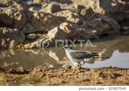 Pale Chanting-Goshawk in Kgalagadi transfrontier park, South Africa Pale Chanting-Goshawk in Kgalagadi transfrontier park, South Africa 92987048
