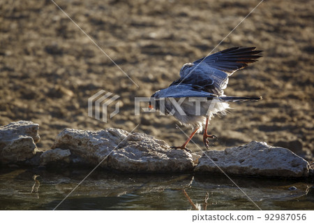 Pale Chanting-Goshawk in Kgalagadi transfrontier park, South Africa 92987056
