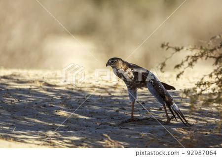 Pale Chanting-Goshawk in Kgalagadi transfrontier park, South Africa Pale Chanting-Goshawk in Kgalagadi transfrontier park, South Africa 92987064