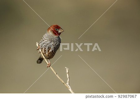 Red headed Finch in Kgalagadi transfrontier park, South Africa 92987067
