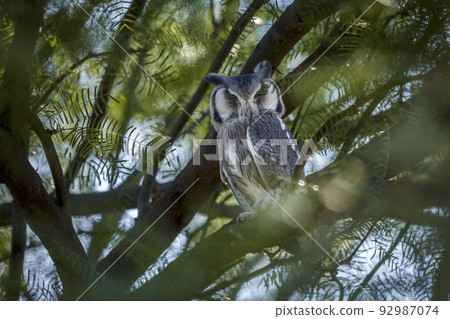 Southern White-faced Owl in Kgalagadi transfrontier park, South Africa 92987074