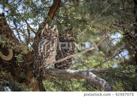 Spotted Eagle-Owl in Kgalagadi transfrontier park, South Africa 92987078