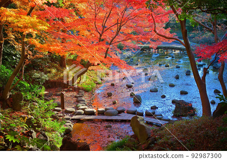 Autumn leaves (Koishikawa Korakuen) Autumn leaves (Koishikawa Korakuen) 92987300
