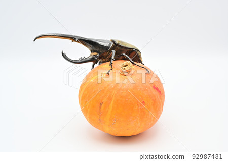 Hercules beetle male 165mm 92987481