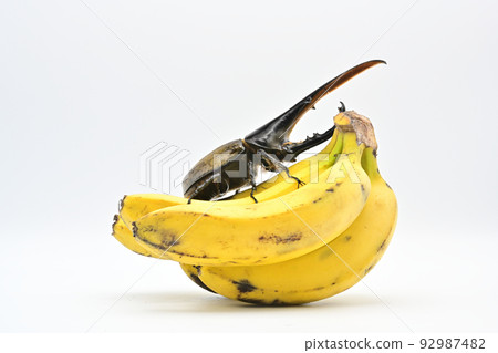 Hercules beetle male 165mm 92987482