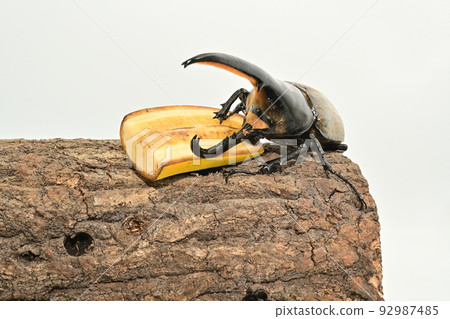 大力神甲蟲男 165mm 92987485