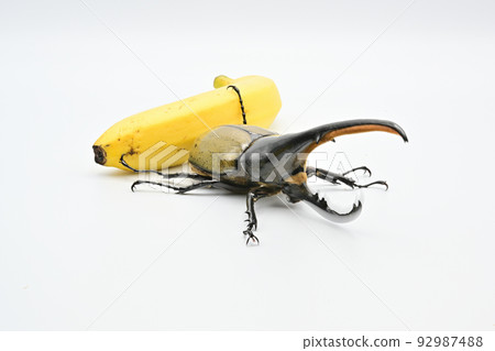 Hercules beetle male 165mm 92987488