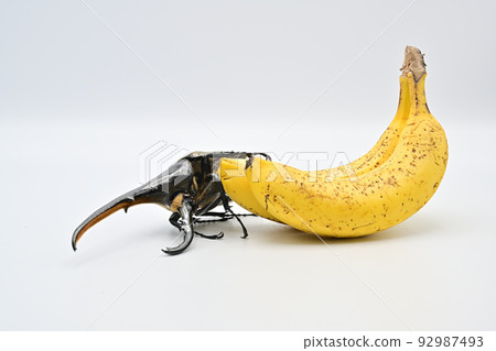 Hercules beetle male 165mm Hercules beetle male 165mm 92987493