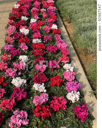 Flower garden 92987547