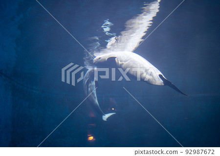 Parent and child of Finless porpoise 92987672