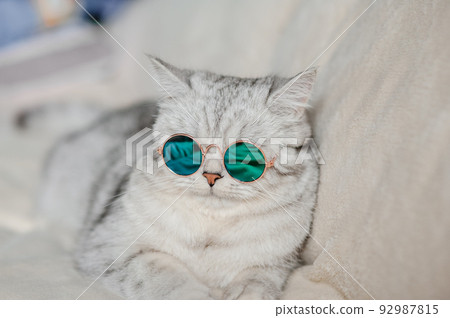 Portrait of White Cat wearing glasses,pet fashion concept.White cat lying on bed. 92987815