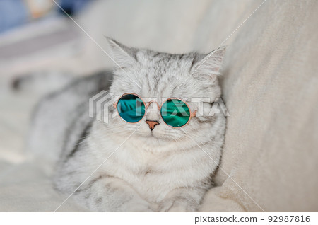 Portrait of White Cat wearing glasses,pet fashion concept.White cat lying on bed. 92987816