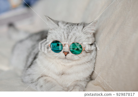 Portrait of White Cat wearing glasses,pet fashion concept.White cat lying on bed. 92987817