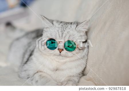 Portrait of White Cat wearing glasses,pet fashion concept.White cat lying on bed. 92987818