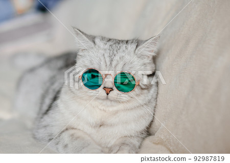 Portrait of White Cat wearing glasses,pet fashion concept.White cat lying on bed. 92987819