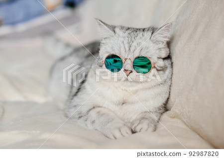 Portrait of White Cat wearing glasses,pet fashion concept.White cat lying on bed. Portrait of White Cat wearing glasses,pet fashion concept.White cat lying on bed. 92987820