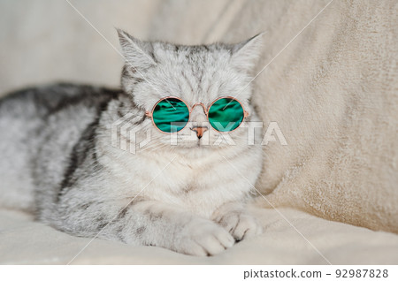 Portrait of White Cat wearing glasses,pet fashion concept.White cat lying on bed. 92987828