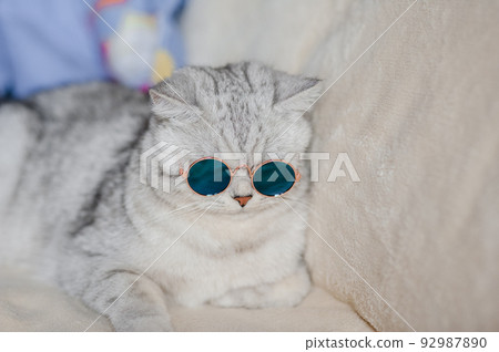 Portrait of White Cat wearing glasses,pet fashion concept.White cat lying on bed. 92987890