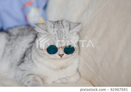 Portrait of White Cat wearing glasses,pet fashion concept.White cat lying on bed. 92987891