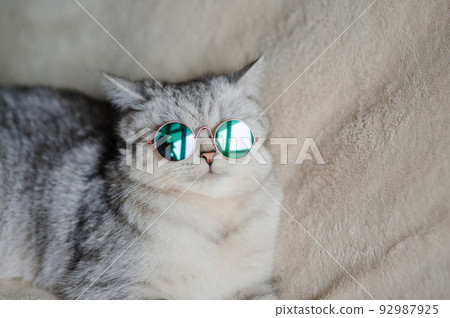 Scottish cat wears blue glasses. Light gray fluffy kitty. Scottish cat wears blue glasses. Light gray fluffy kitty. 92987925