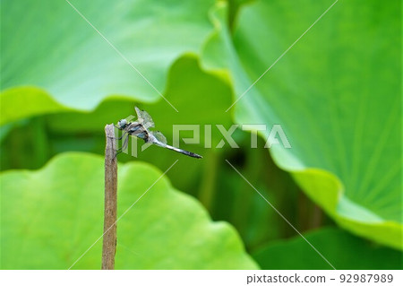 星內池蓮花與蜻蜓 星內池蓮花與蜻蜓 92987989