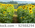 A summer tradition, a beautiful sunflower field 92988294
