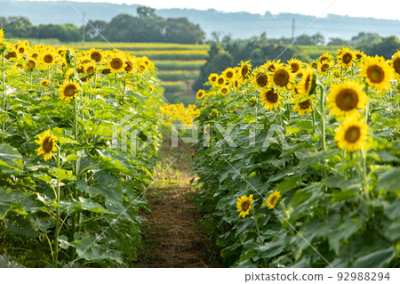 A summer tradition, a beautiful sunflower field A summer tradition, a beautiful sunflower field 92988294