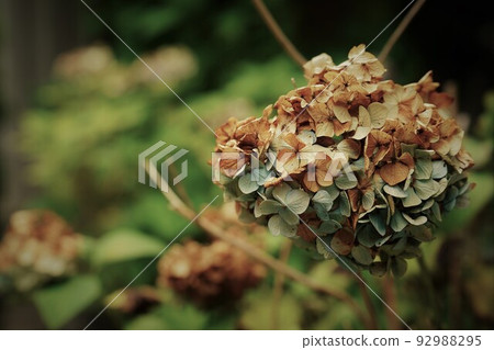 Hydrangea dying Hydrangea dying 92988295