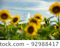 A summer tradition, a beautiful sunflower field 92988417